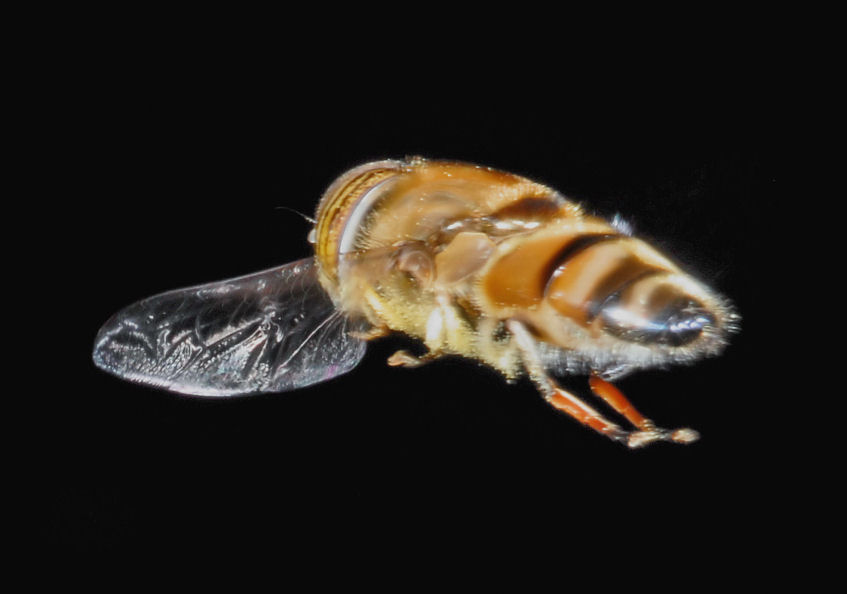 Eristalinus taeniops